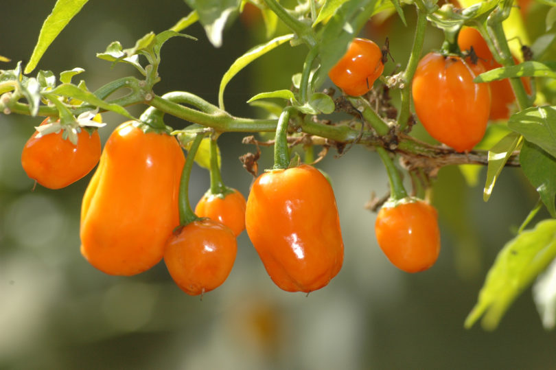 2007-CAP-AN-158 - Capsicum annuum - variedad de chile