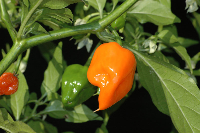 1534 - Capsicum annuum - variedad de chile