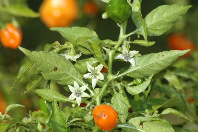 Albino - Capsicum annuum - variedad de chile