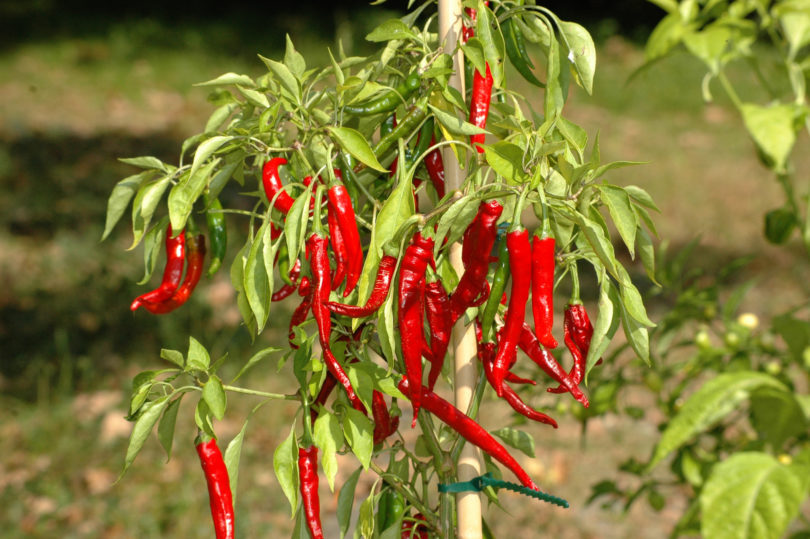 Aci Uzun Biber - Capsicum annuum - variedad de chile