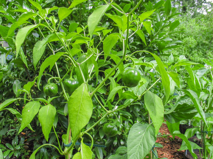 Aji Dulce - Capsicum annuum - variedad de chile