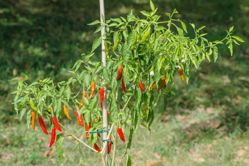 American bird pepper - Capsicum annuum - variedad de chile