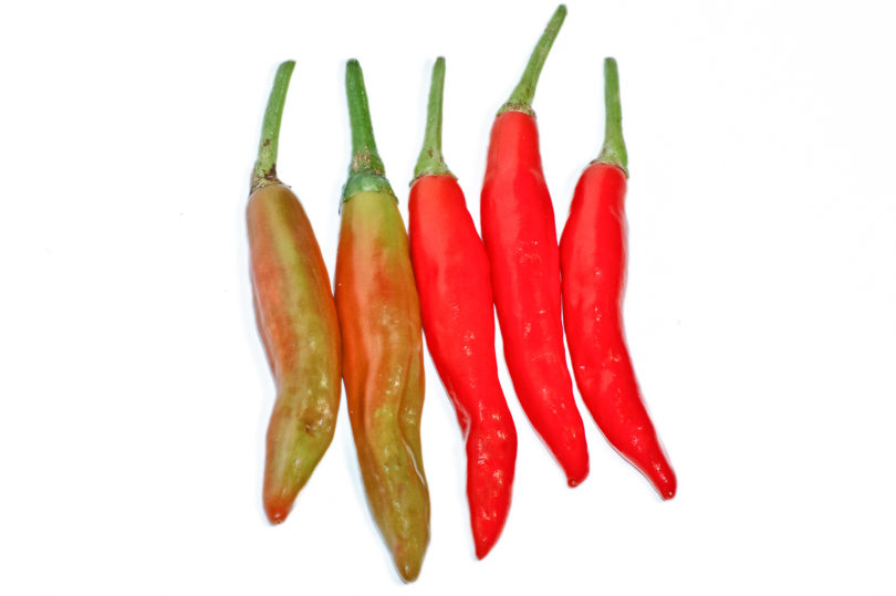 1999-CAP-AN-40 - Capsicum annuum - variedad de chile