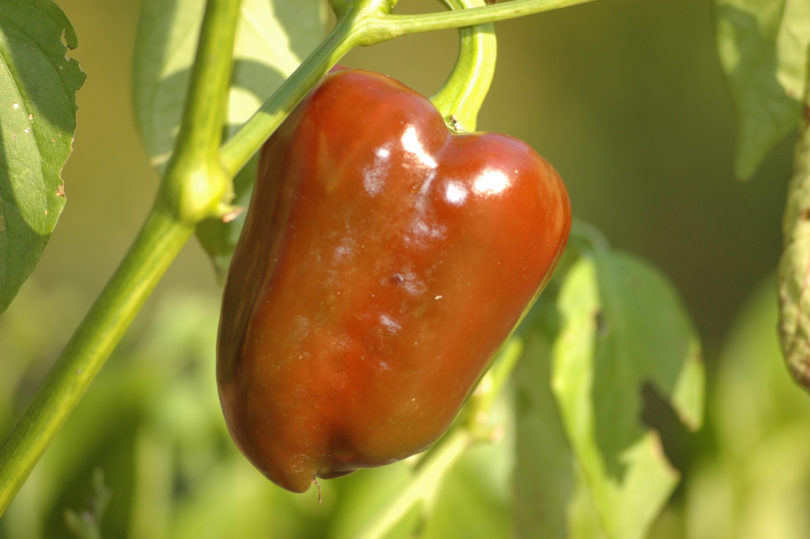 2007-CAP-AN-191 - Capsicum annuum - variedad de chile