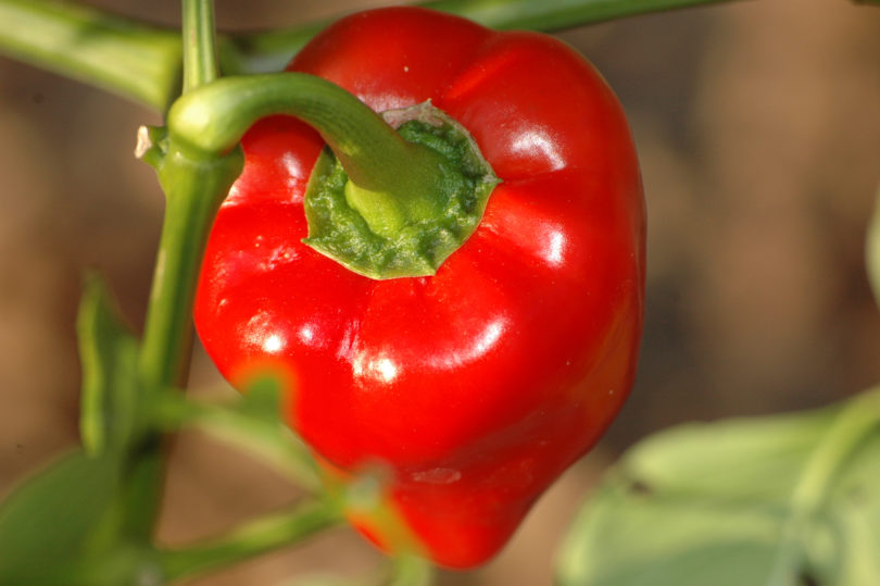 Amfora - Capsicum annuum - variedad de chile