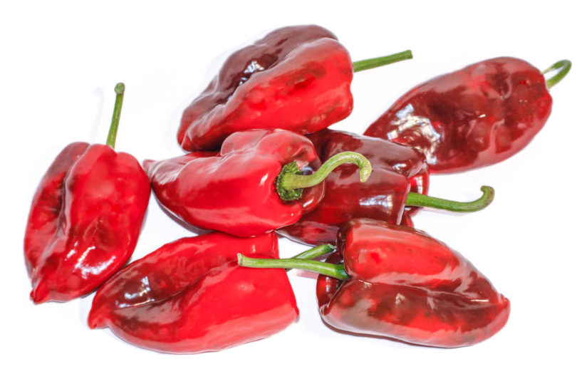 Akc-86-39 - Capsicum annuum - variedad de chile