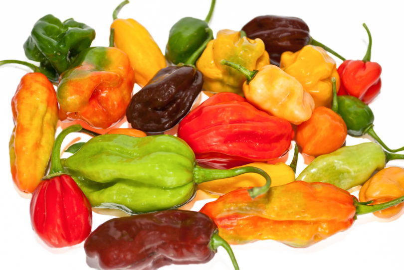 477 - Capsicum annuum - variedad de chile