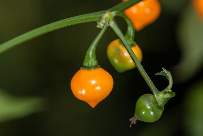 Achar - Capsicum annuum - variedad de chile