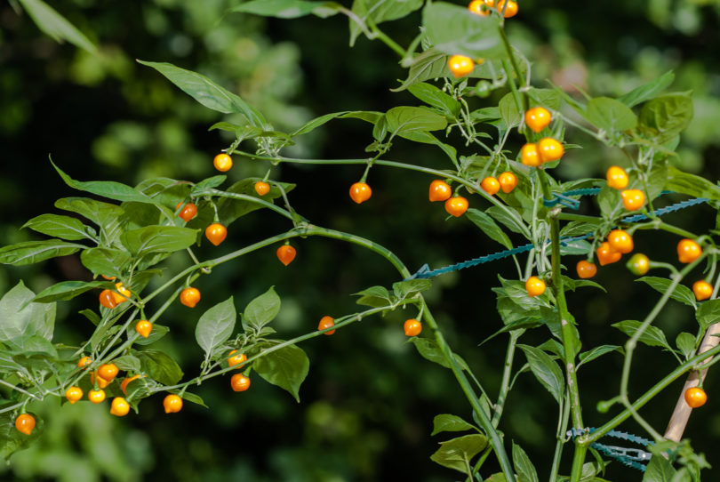 Altamira - Capsicum annuum - variedad de chile