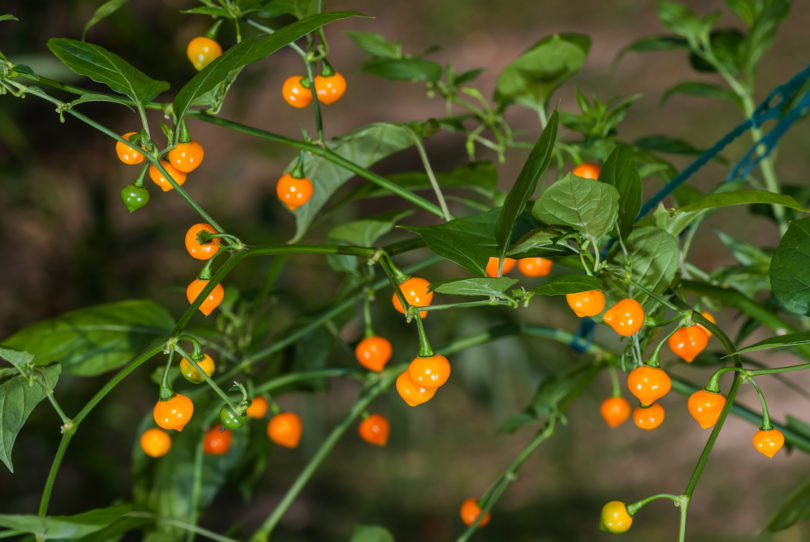 AG281 - Capsicum annuum - variedad de chile