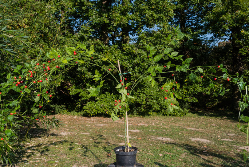 2007-CAP-AN-126 - Capsicum annuum - variedad de chile