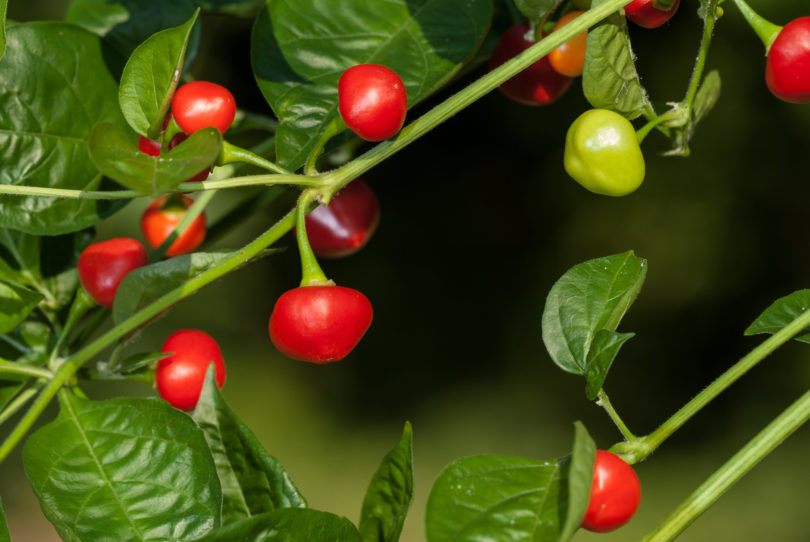 Abonyi Tf - Capsicum annuum - variedad de chile