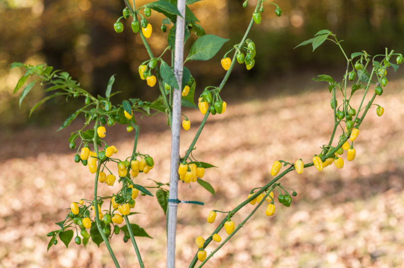 AG280 - Capsicum annuum - variedad de chile