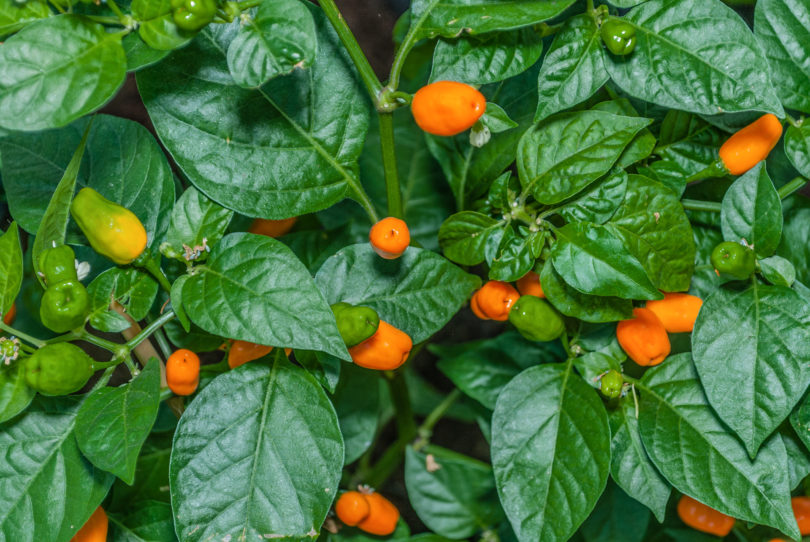 884 - Capsicum annuum - variedad de chile