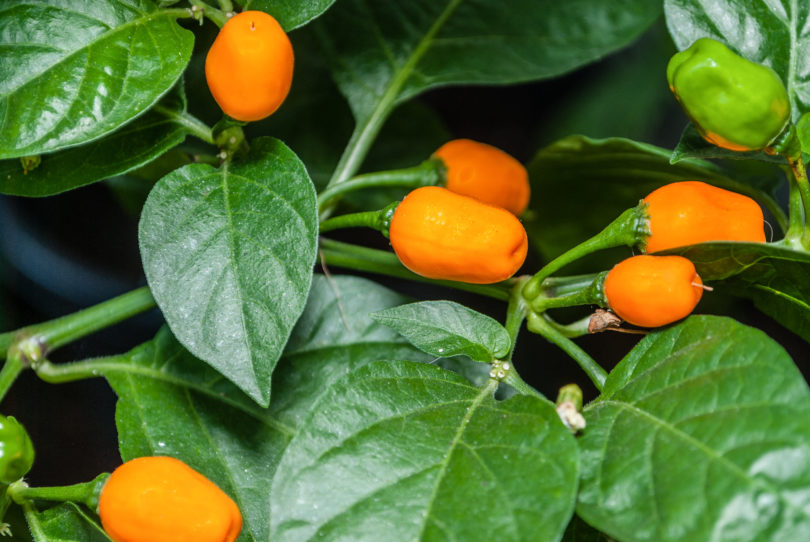 5711 - Capsicum annuum - variedad de chile