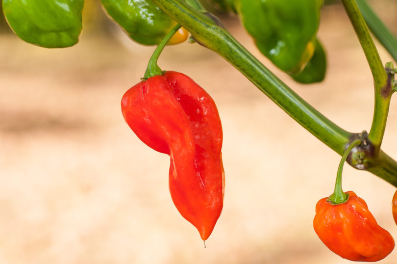 Altamira - Capsicum annuum - variedad de chile