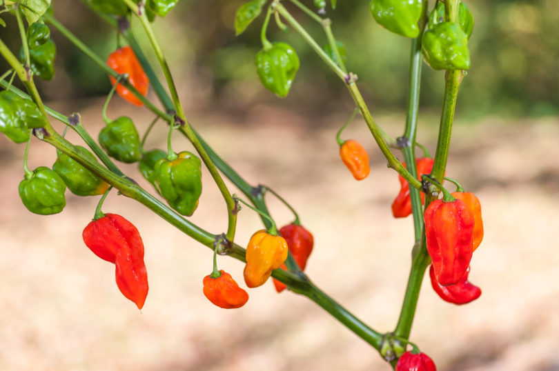 1587 - Capsicum annuum - variedad de chile