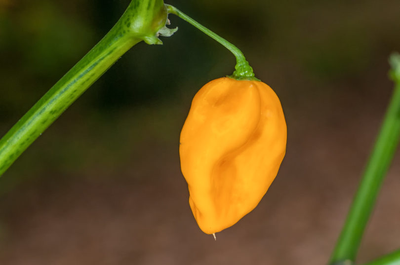 Agronomico 8 - Capsicum annuum - variedad de chile