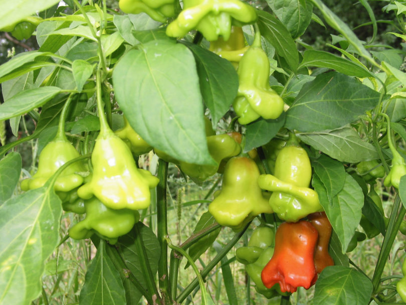 Albana - Capsicum annuum - variedad de chile