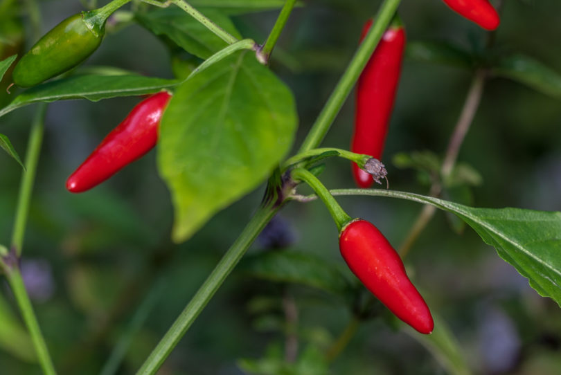 Aji - Capsicum annuum - variedad de chile