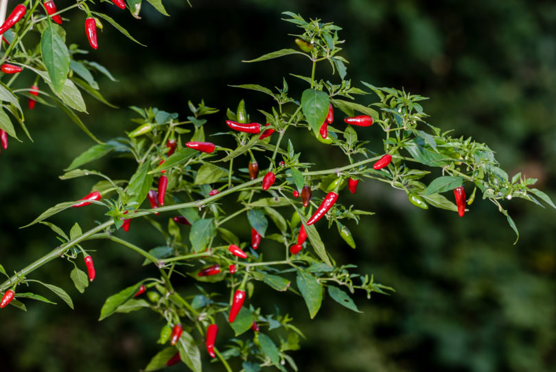 2020 - Capsicum annuum - variedad de chile