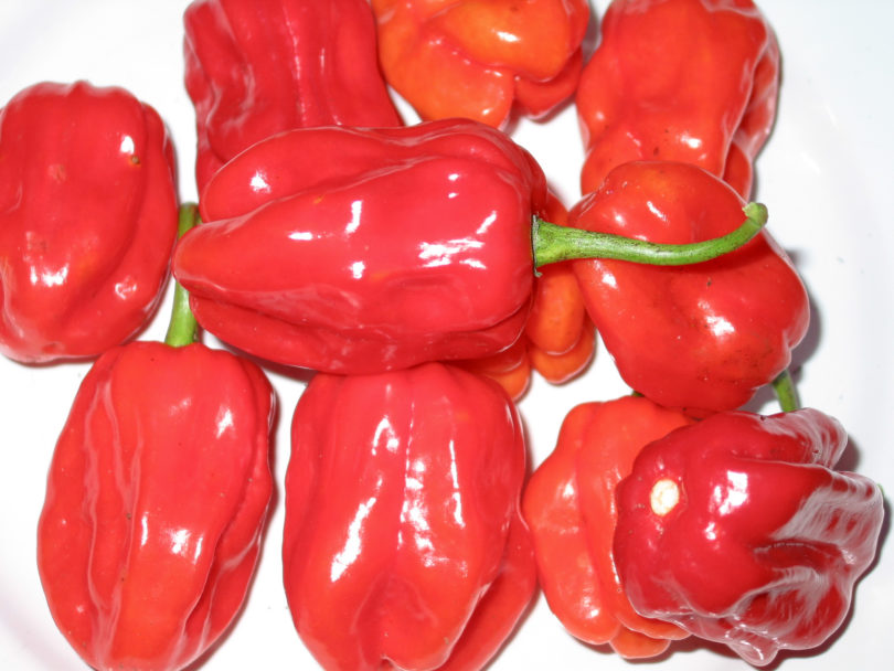 1589 - Capsicum annuum - variedad de chile