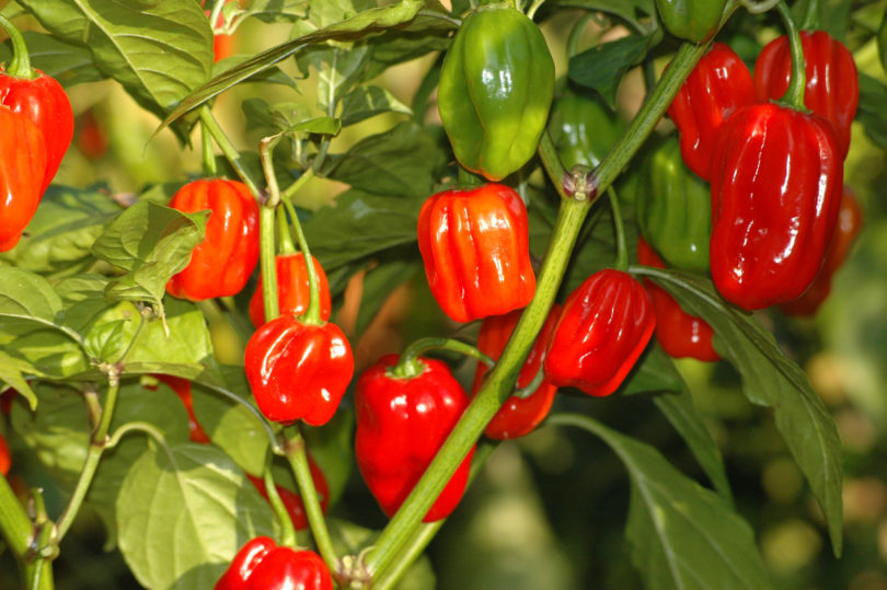 2007-CAP-AN-93 - Capsicum annuum - variedad de chile