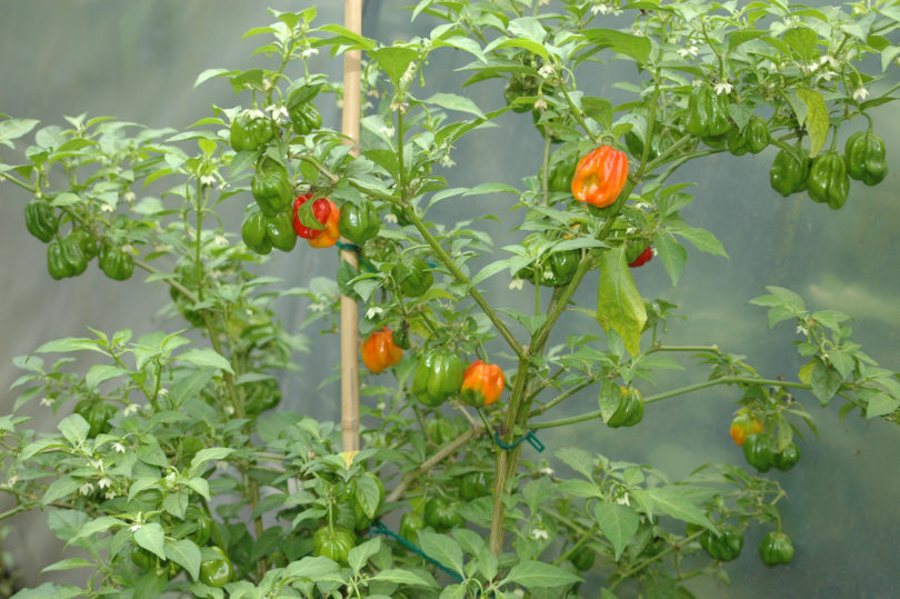 Ancho Mulato - Capsicum annuum - variedad de chile