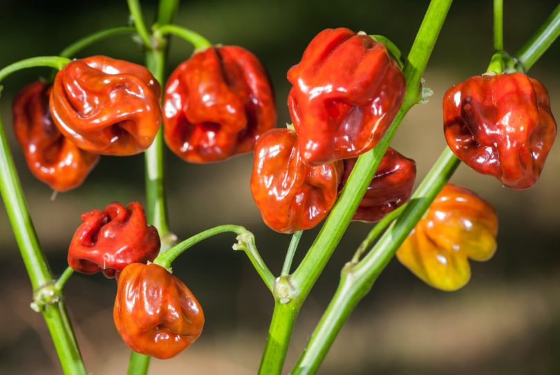 1372 - Capsicum annuum - variedad de chile