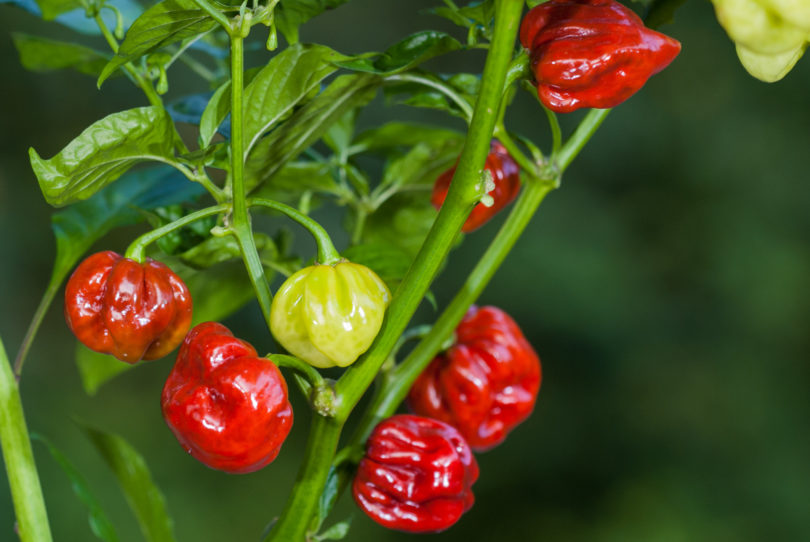 2007-CAP-AN-68 - Capsicum annuum - variedad de chile