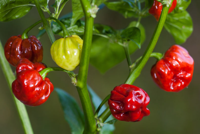 Alma Paprika - Capsicum annuum - variedad de chile