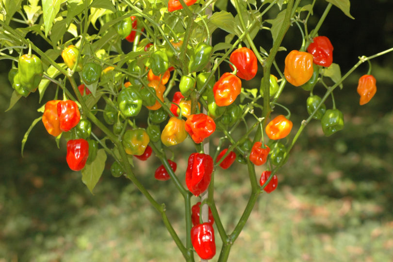 Alesya - Capsicum annuum - variedad de chile