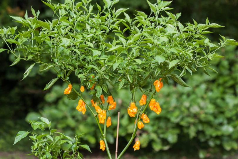 24A01 - Capsicum annuum - variedad de chile