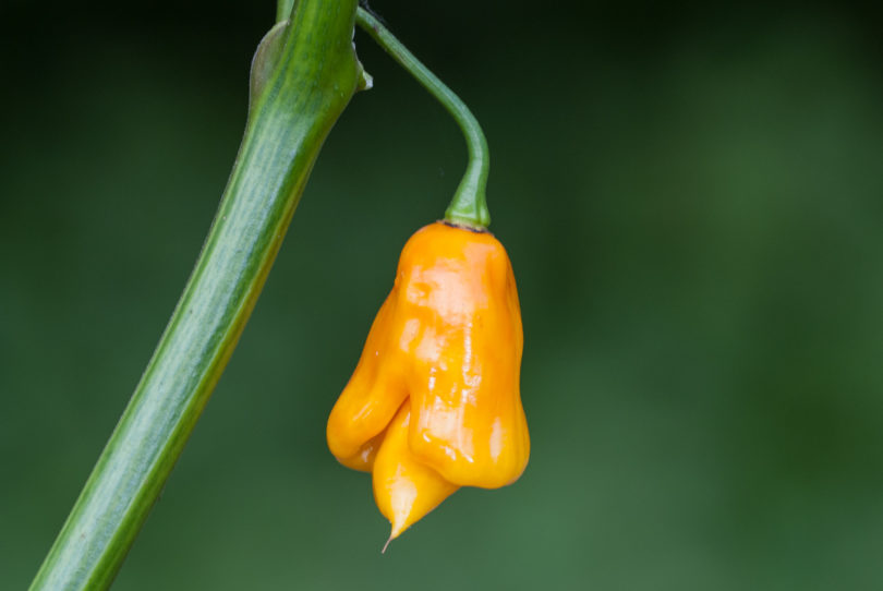 Albino - Capsicum annuum - variedad de chile