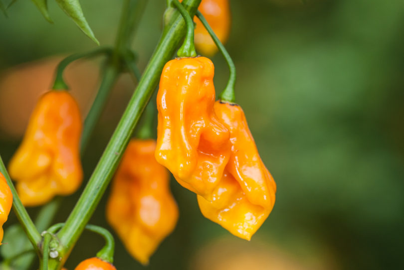 2007-CAP-AN-172 - Capsicum annuum - variedad de chile