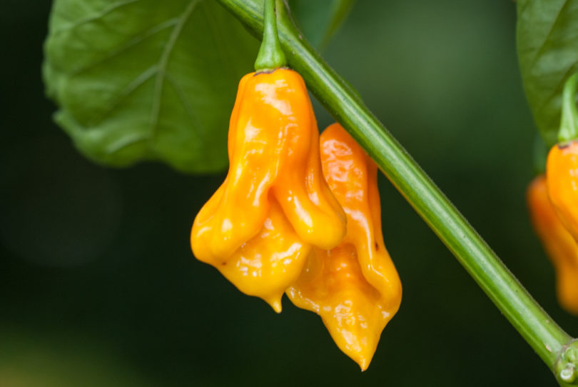 American bird pepper - Capsicum annuum - variedad de chile