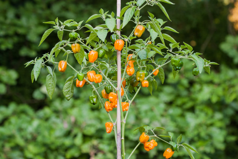 1996-CAP-AN-3 - Capsicum annuum - variedad de chile