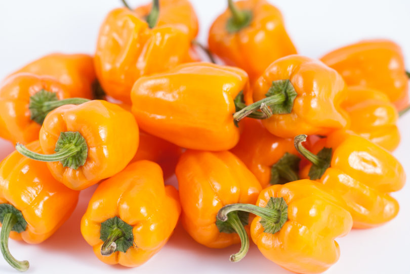 1559 - Capsicum annuum - variedad de chile