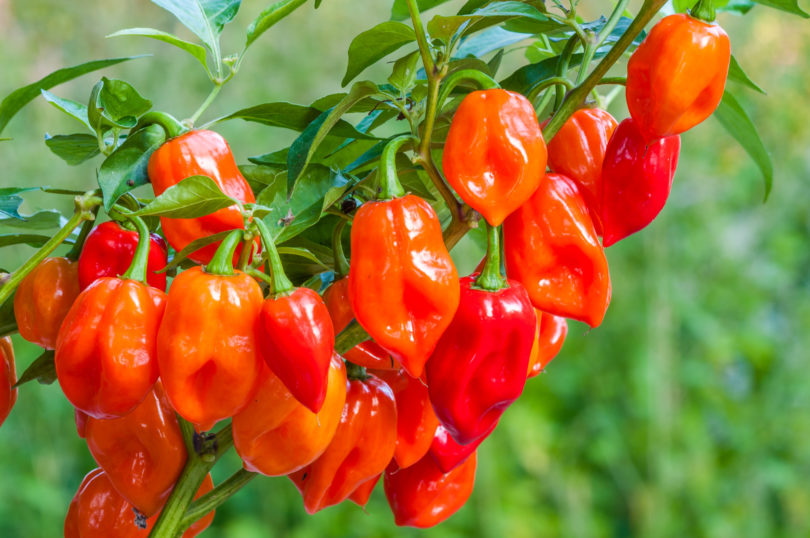 1357 - Capsicum annuum - variedad de chile