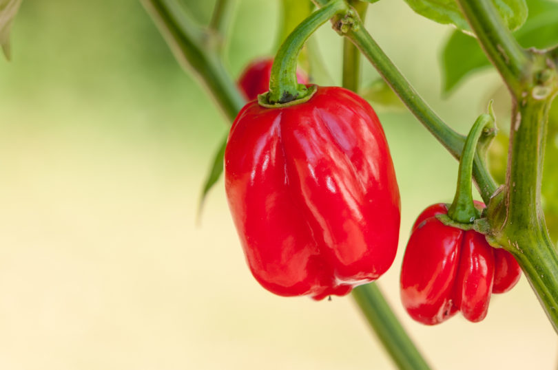 Albar - Capsicum annuum - variedad de chile