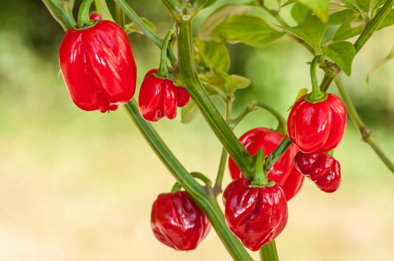 Ag - Capsicum annuum - variedad de chile