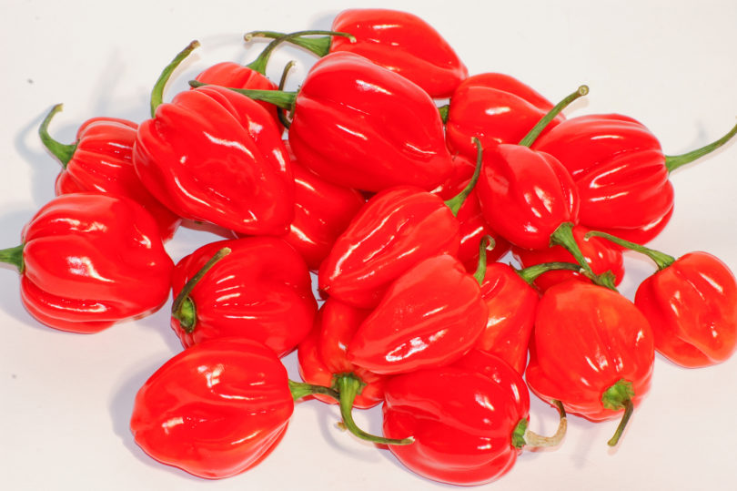 Ani - Capsicum annuum - variedad de chile