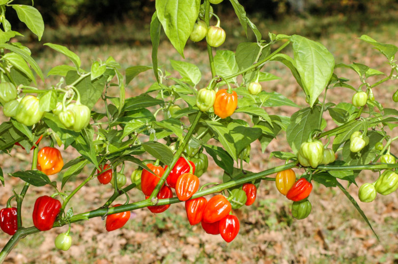 2007-CAP-AN-197 - Capsicum annuum - variedad de chile