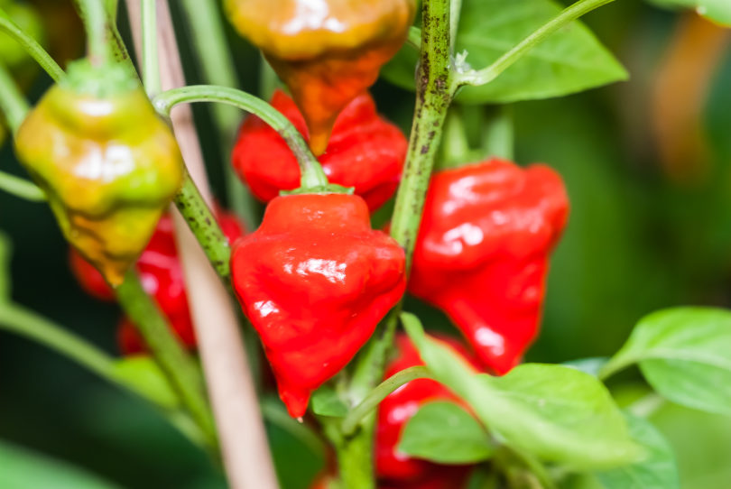 2007-CAP-AN-276 - Capsicum annuum - variedad de chile