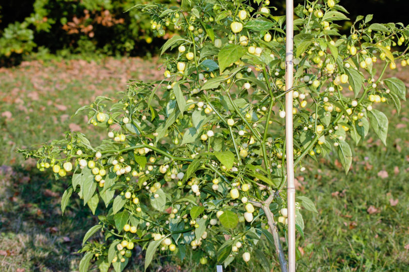 1653 - Capsicum annuum - variedad de chile