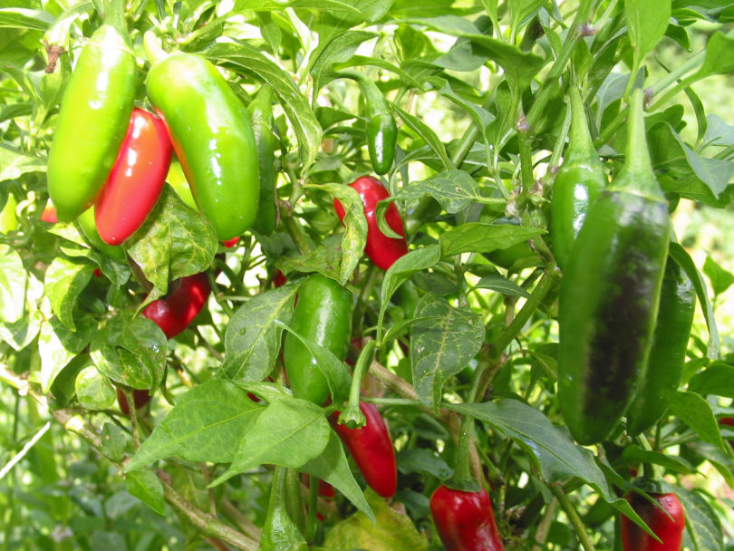 American bird pepper - Capsicum annuum - variedad de chile