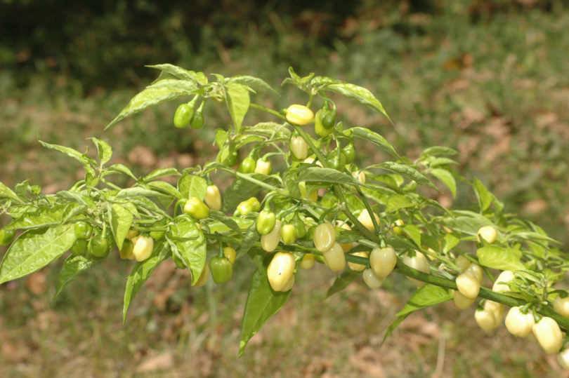 1654 - Capsicum annuum - variedad de chile