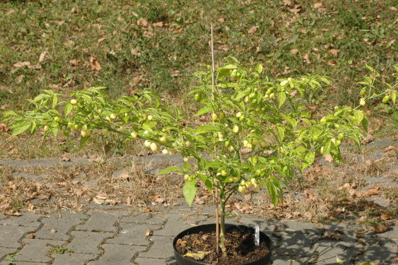 1994 - Capsicum annuum - variedad de chile