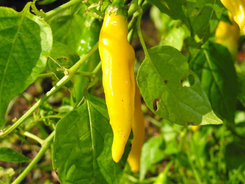 Anhaem Tmr 23 - Capsicum annuum - variedad de chile