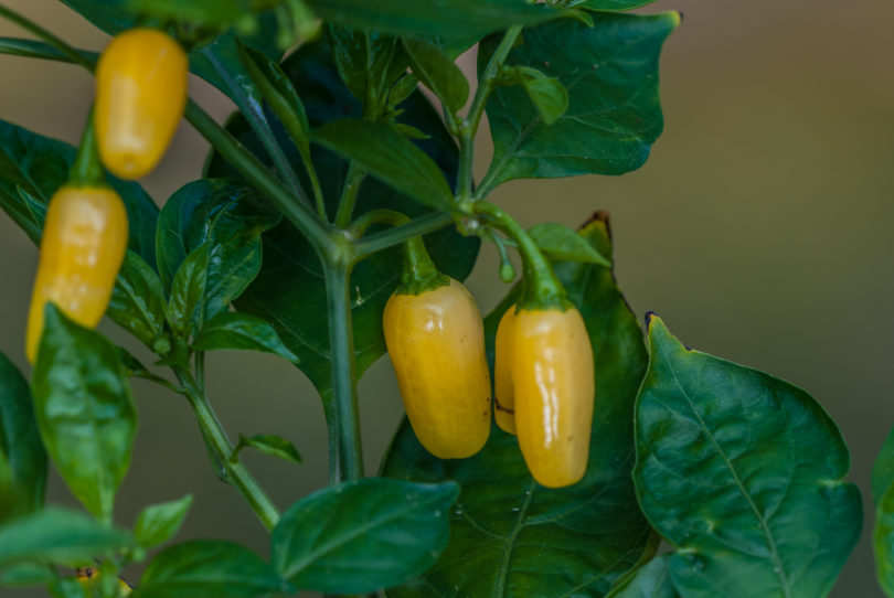 1363 - Capsicum annuum - variedad de chile